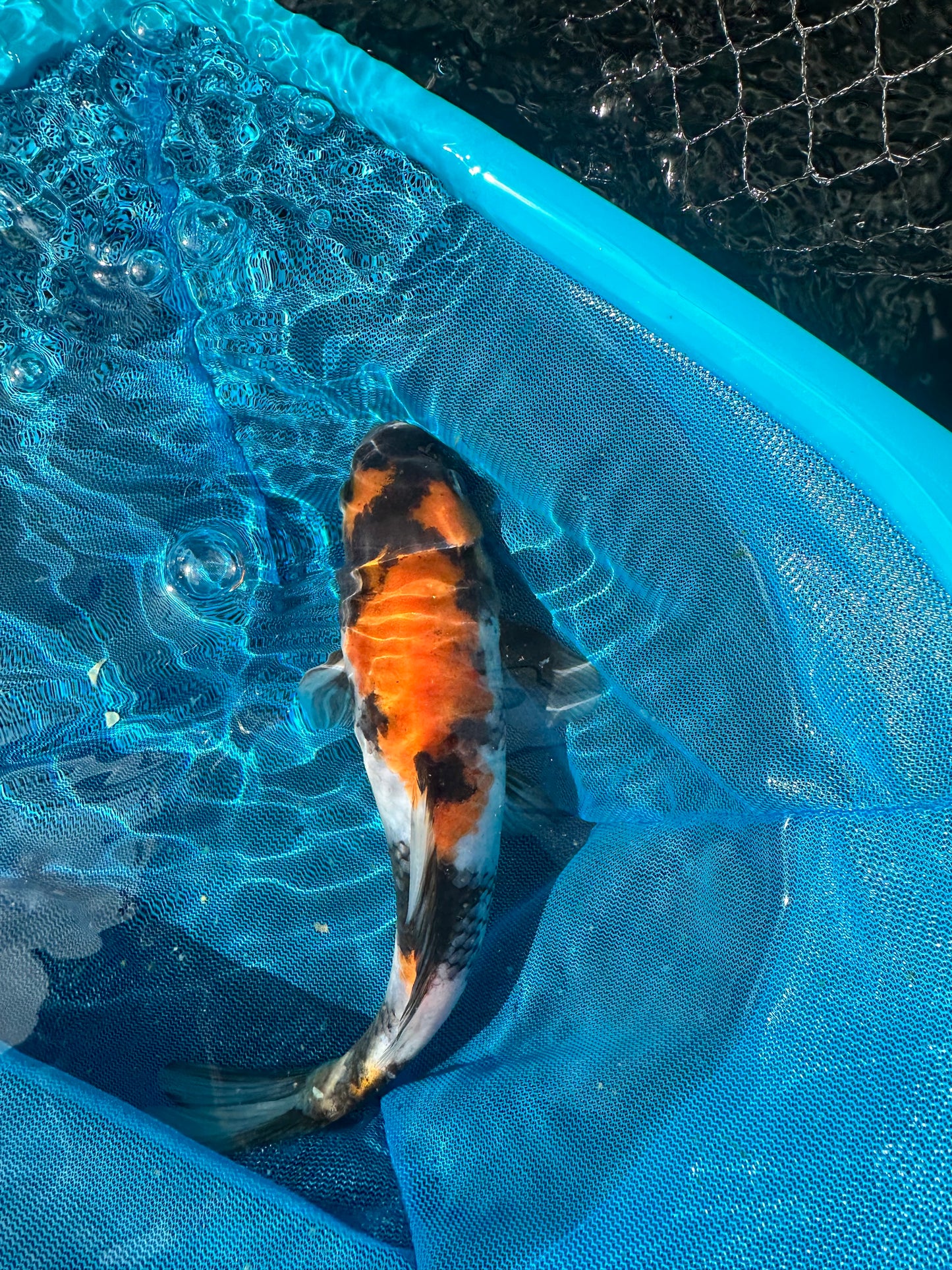 Premium Japanese Koi