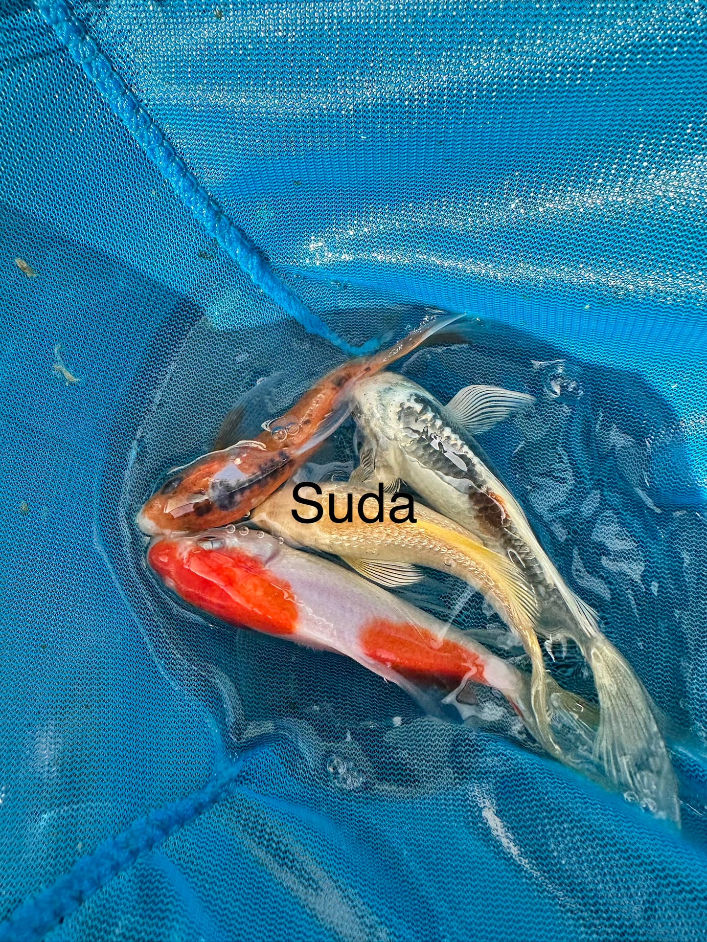 Premium Japan Bred Butterfly Koi - 8cm to 12cm