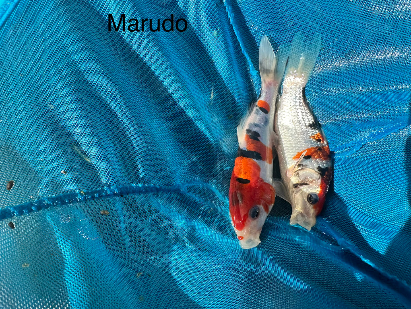 3x Premium Japanese Koi NeilT