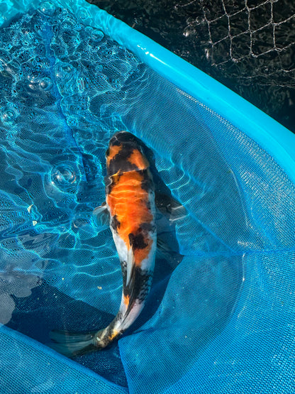 Premium Japanese Koi