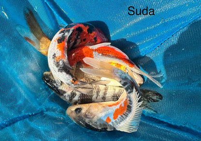 Premium Japanese Koi