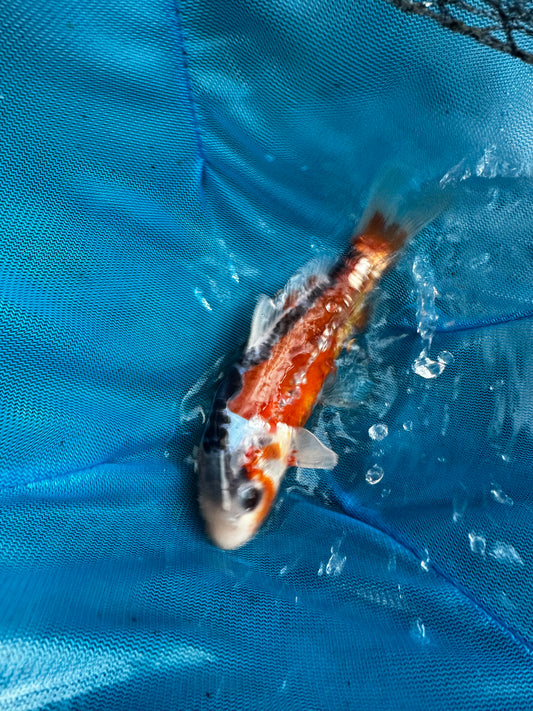 Premium Japanese Koi