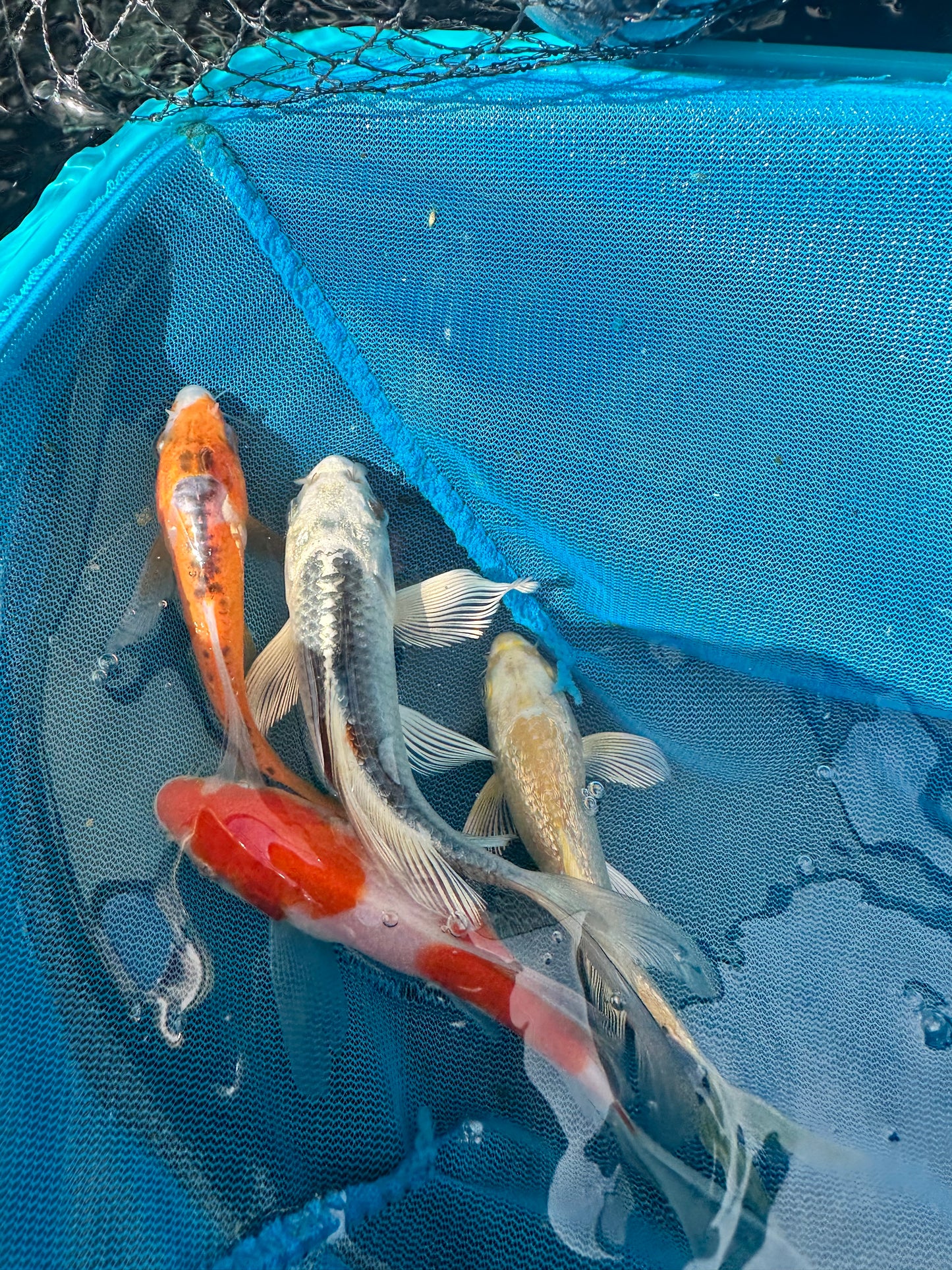 Premium Japan Bred Butterfly Koi - 8cm to 12cm