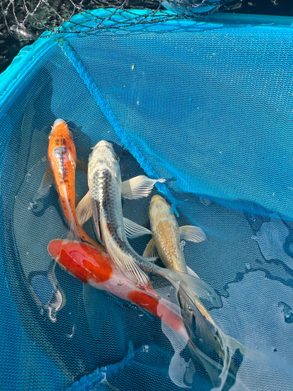 Premium Japan Bred Butterfly Koi - 8cm to 12cm