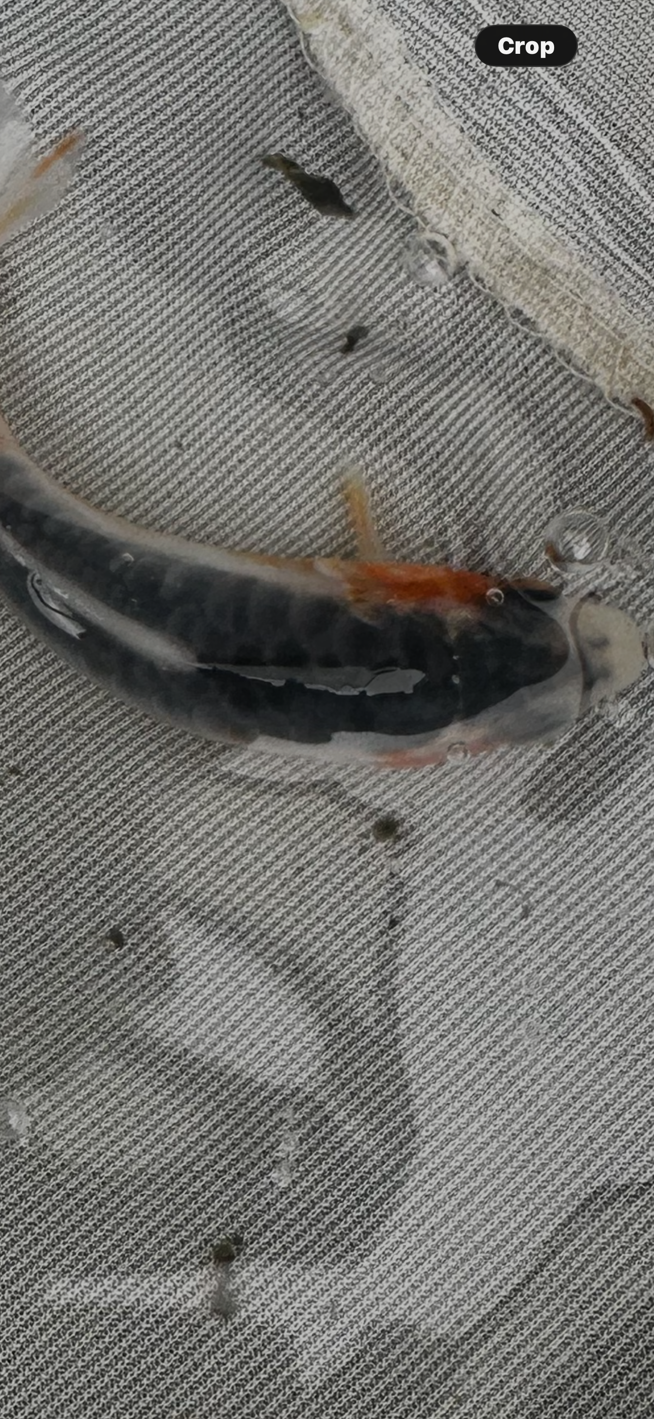 Grow on koi