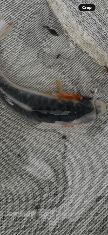 Grow on koi