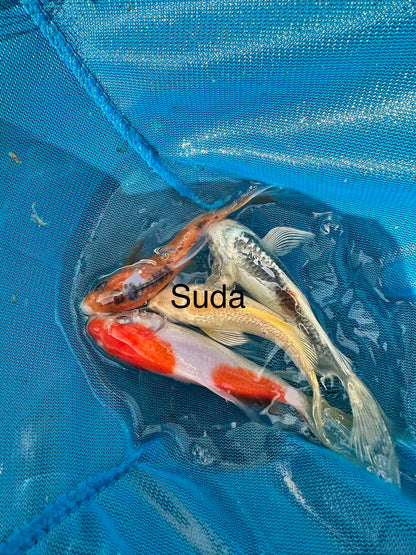 Premium Japan Bred Butterfly Koi - 8cm to 12cm