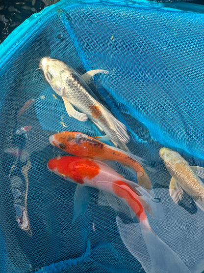 Premium Japan Bred Butterfly Koi - 8cm to 12cm