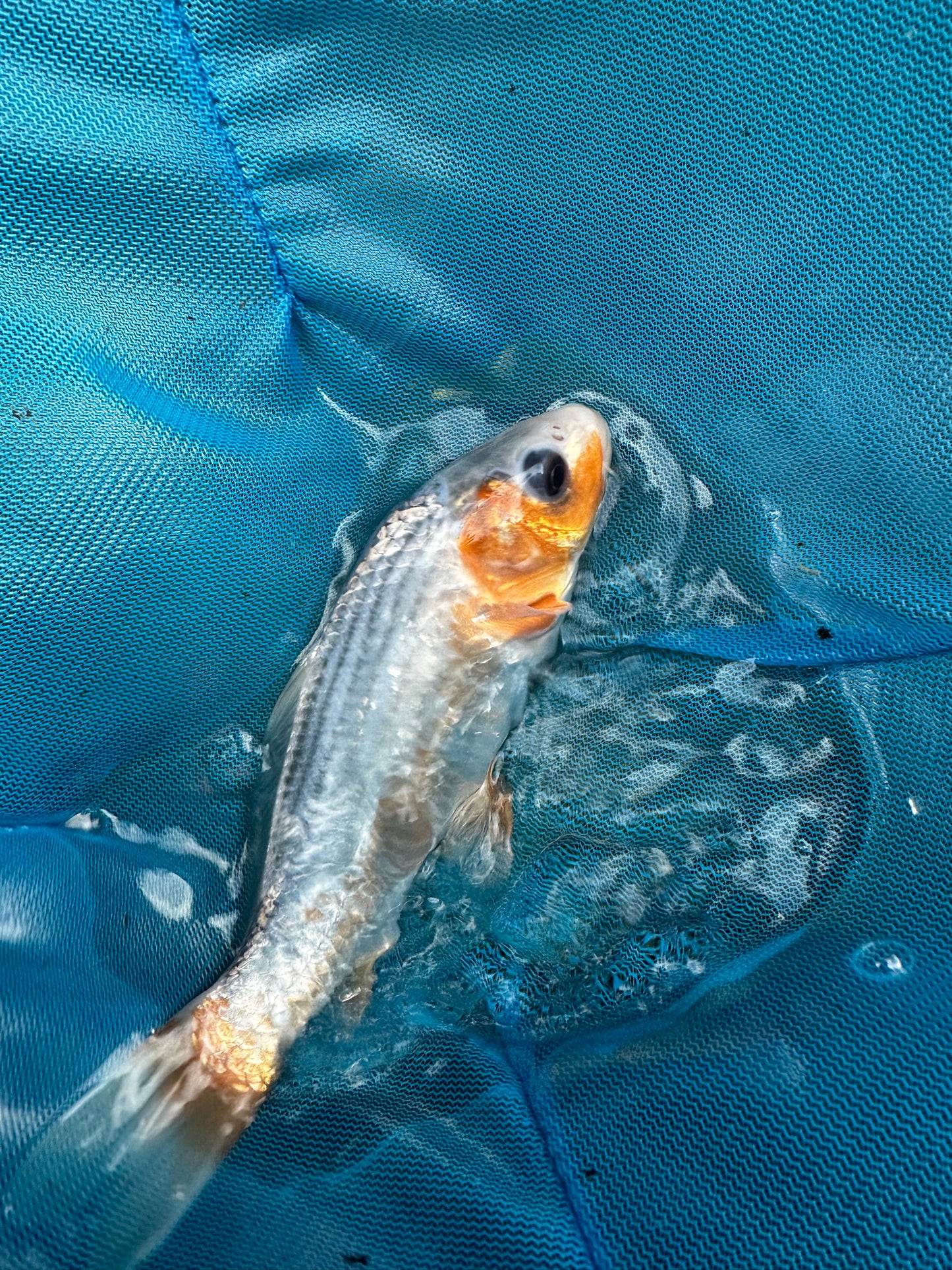 Premium Japanese Koi