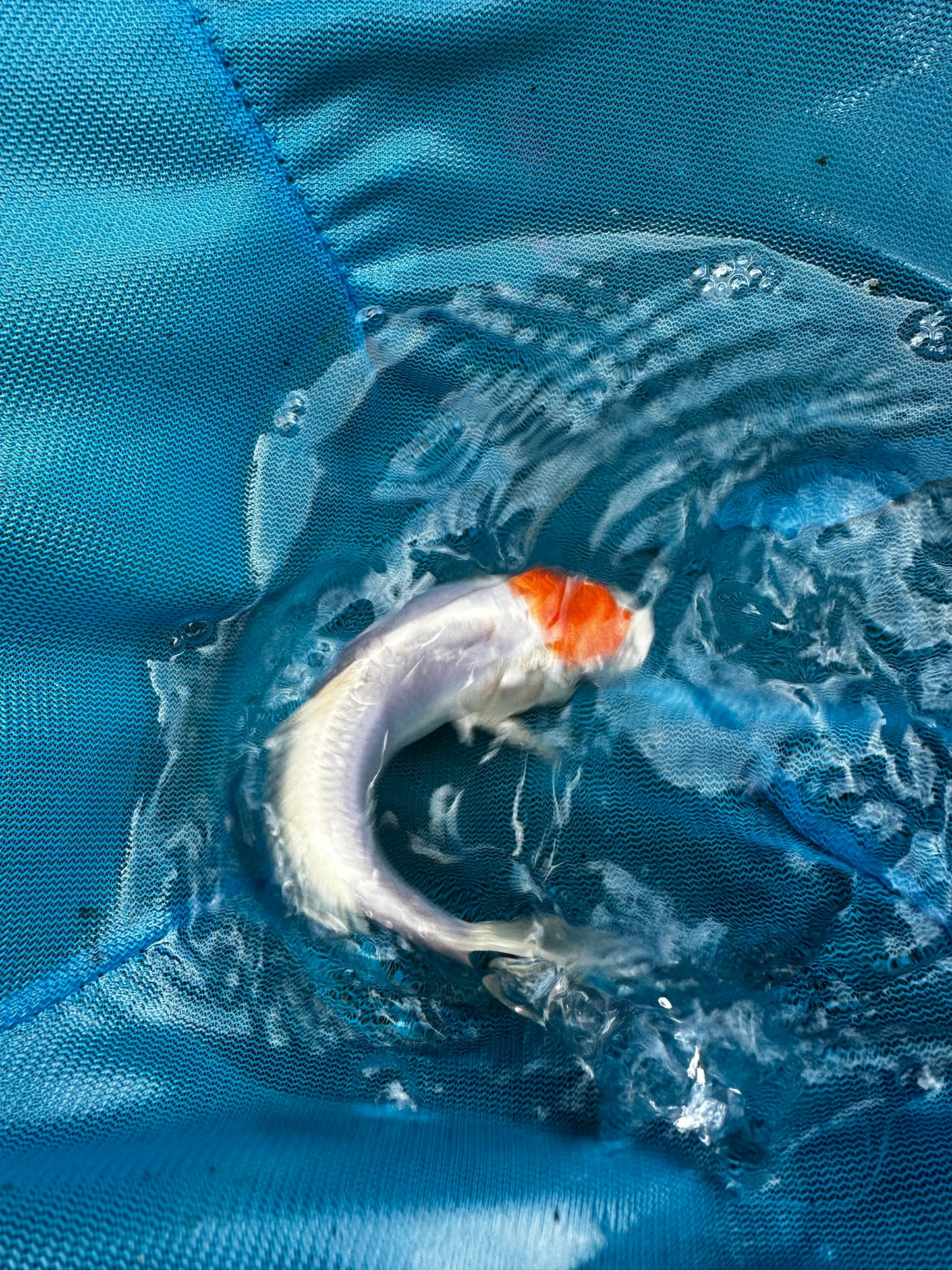 Premium Japanese Koi