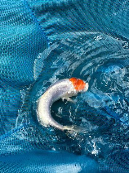 Premium Japanese Koi