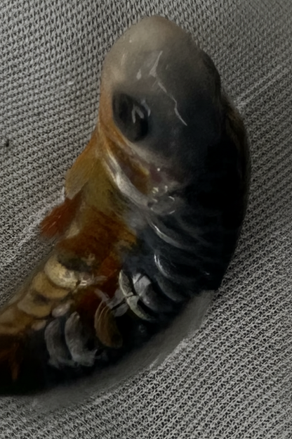 Grow on koi