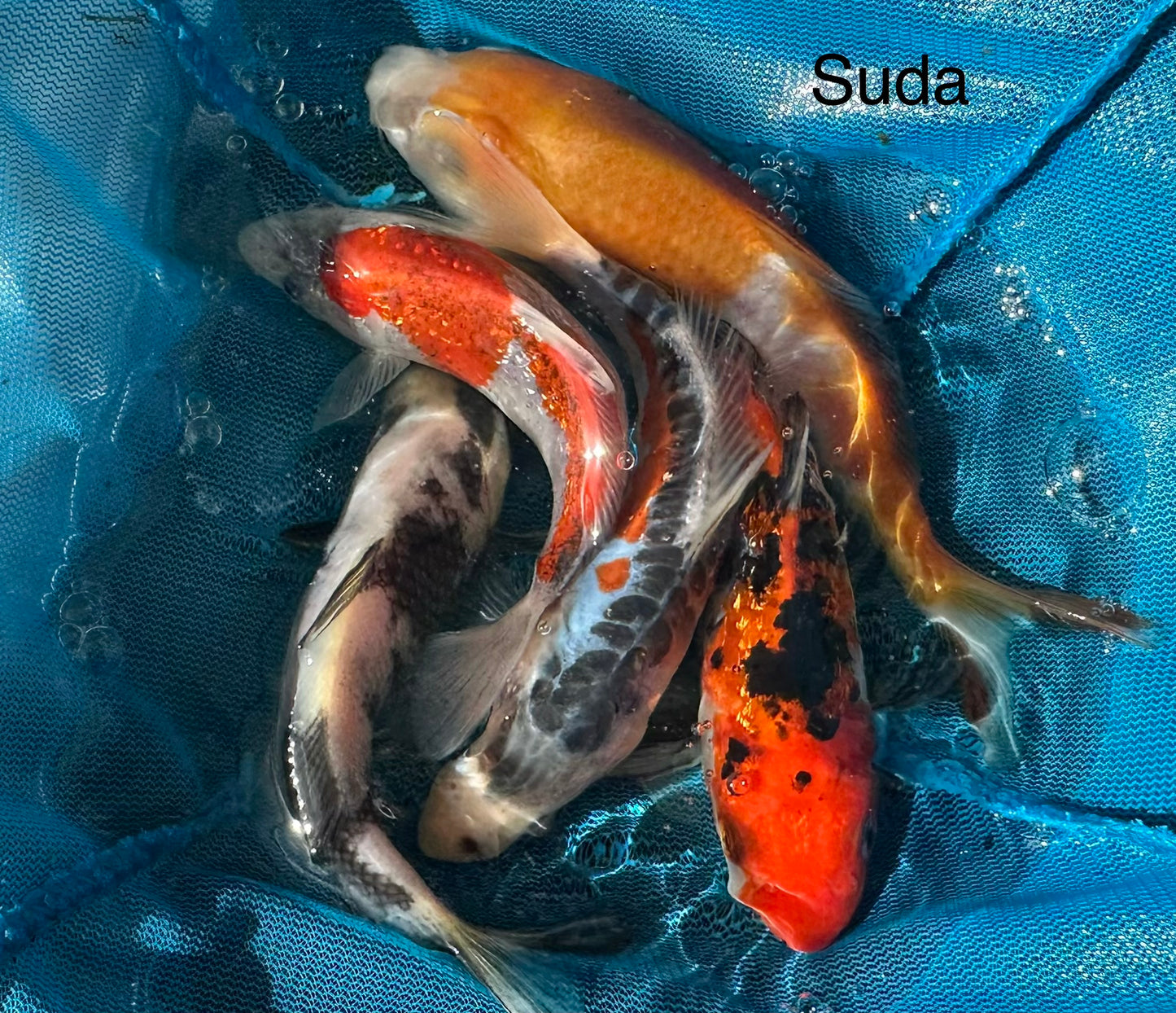 Premium Japanese Koi