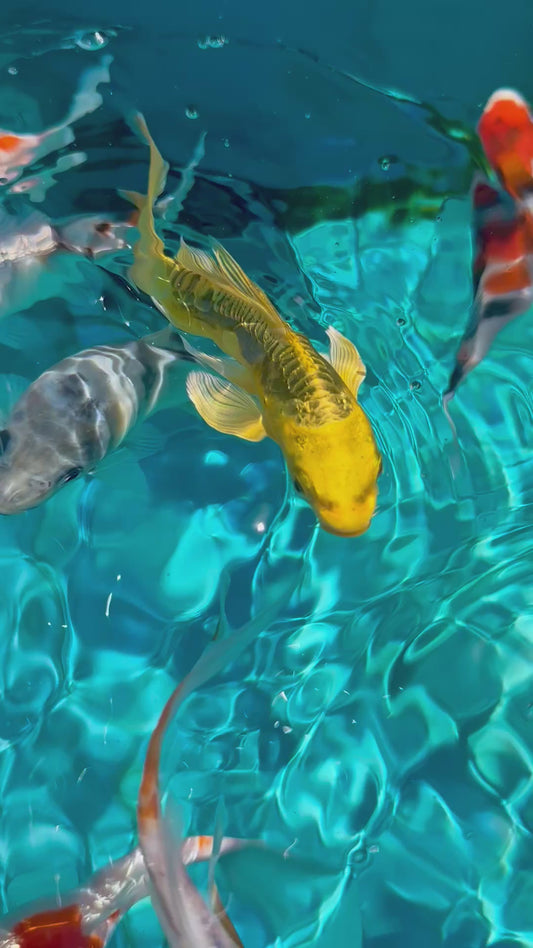 Premium Japan Bred Butterfly Koi - 8cm to 12cm